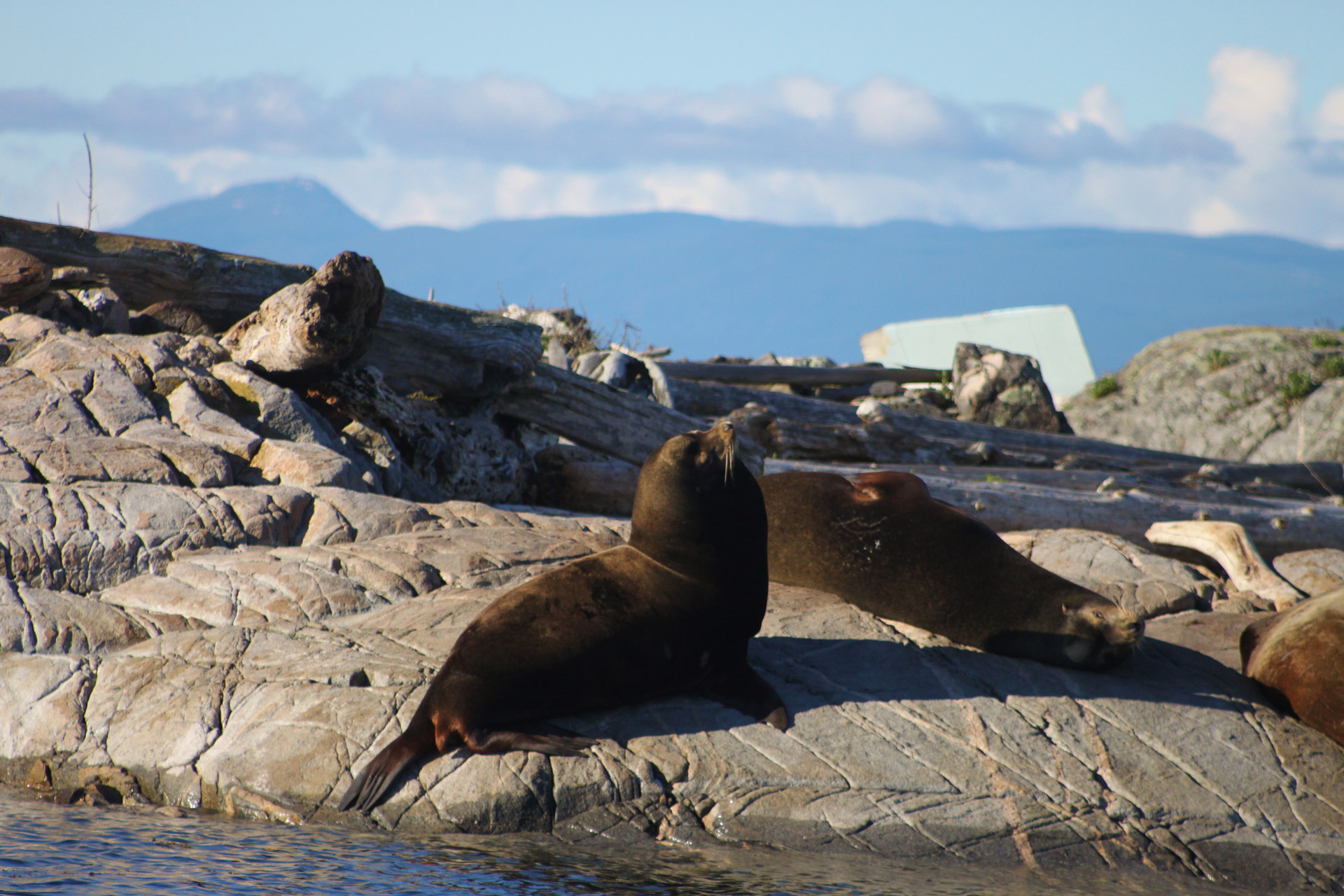 Seals Vancouver Island fishing - Haida Gold Ocean Fishing Adventures