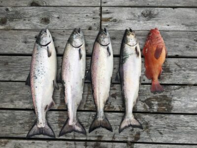 salmon on fishing cruise parksville